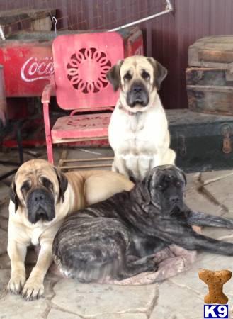 mastiff puppy posted by Bronson Brown